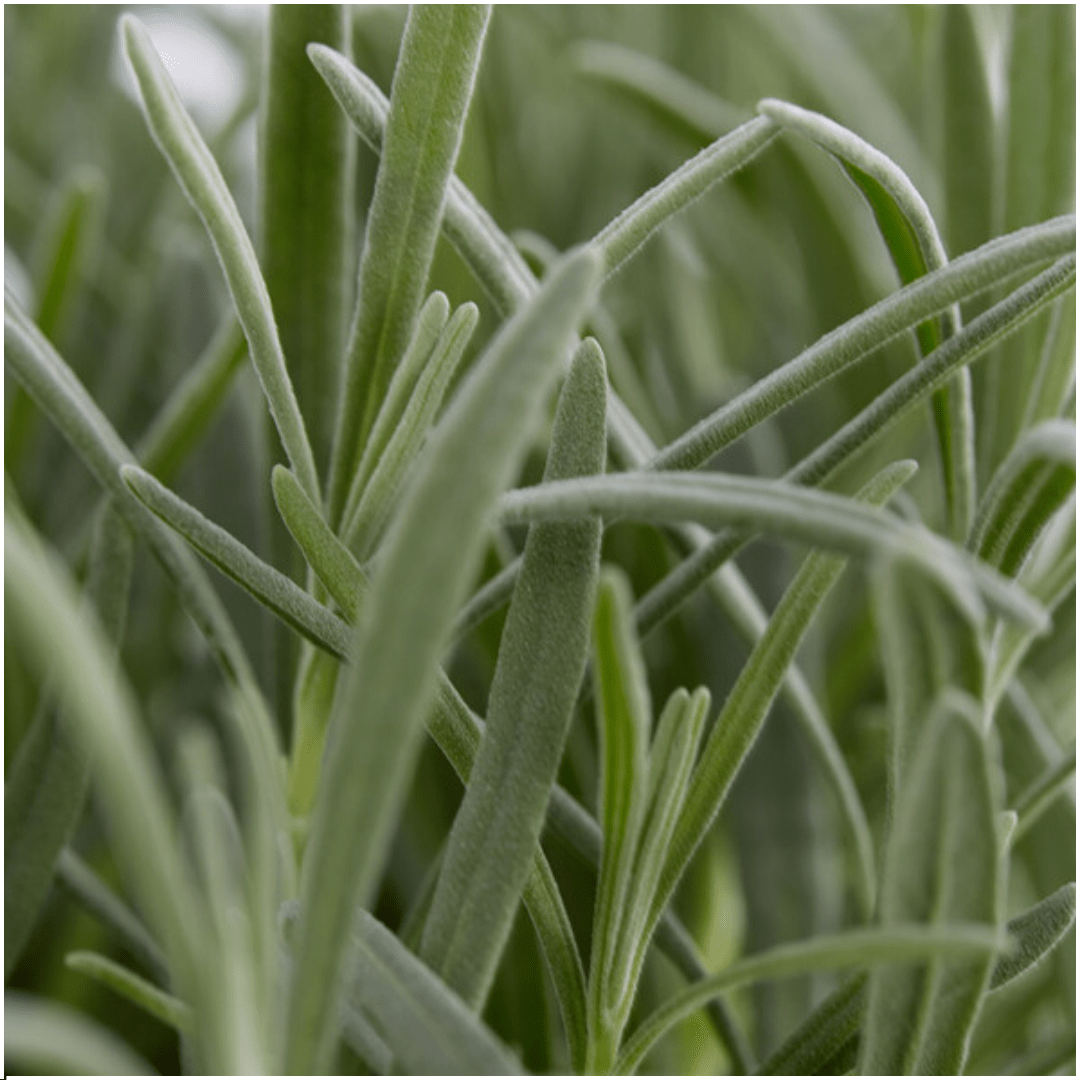 4x lot de 6 Lavandes Angustifolia - 15 cm