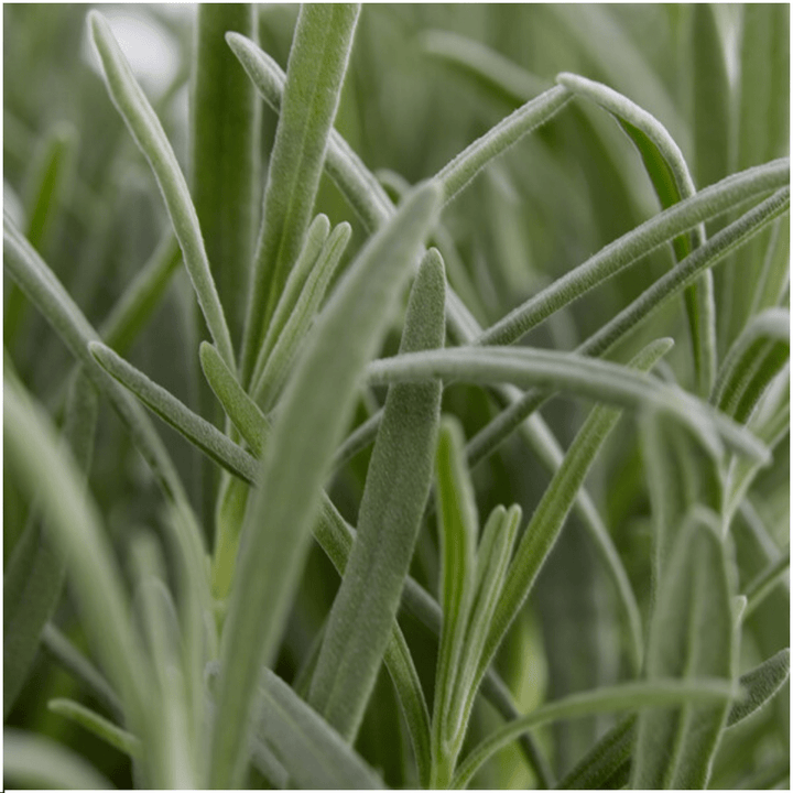 4x lot de 6 Lavandes Angustifolia - 15 cm