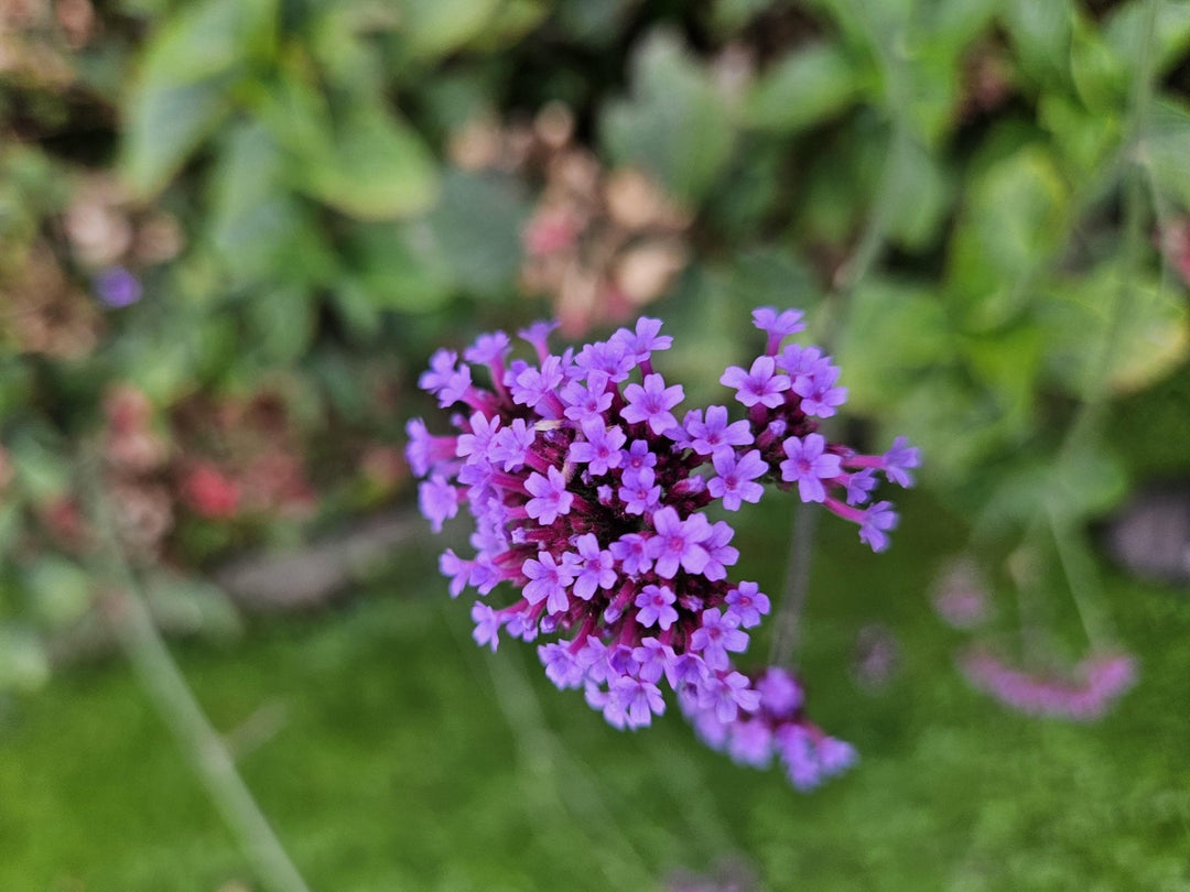 Verbena Bonariensis - 20cm - Kamerplant Kopen