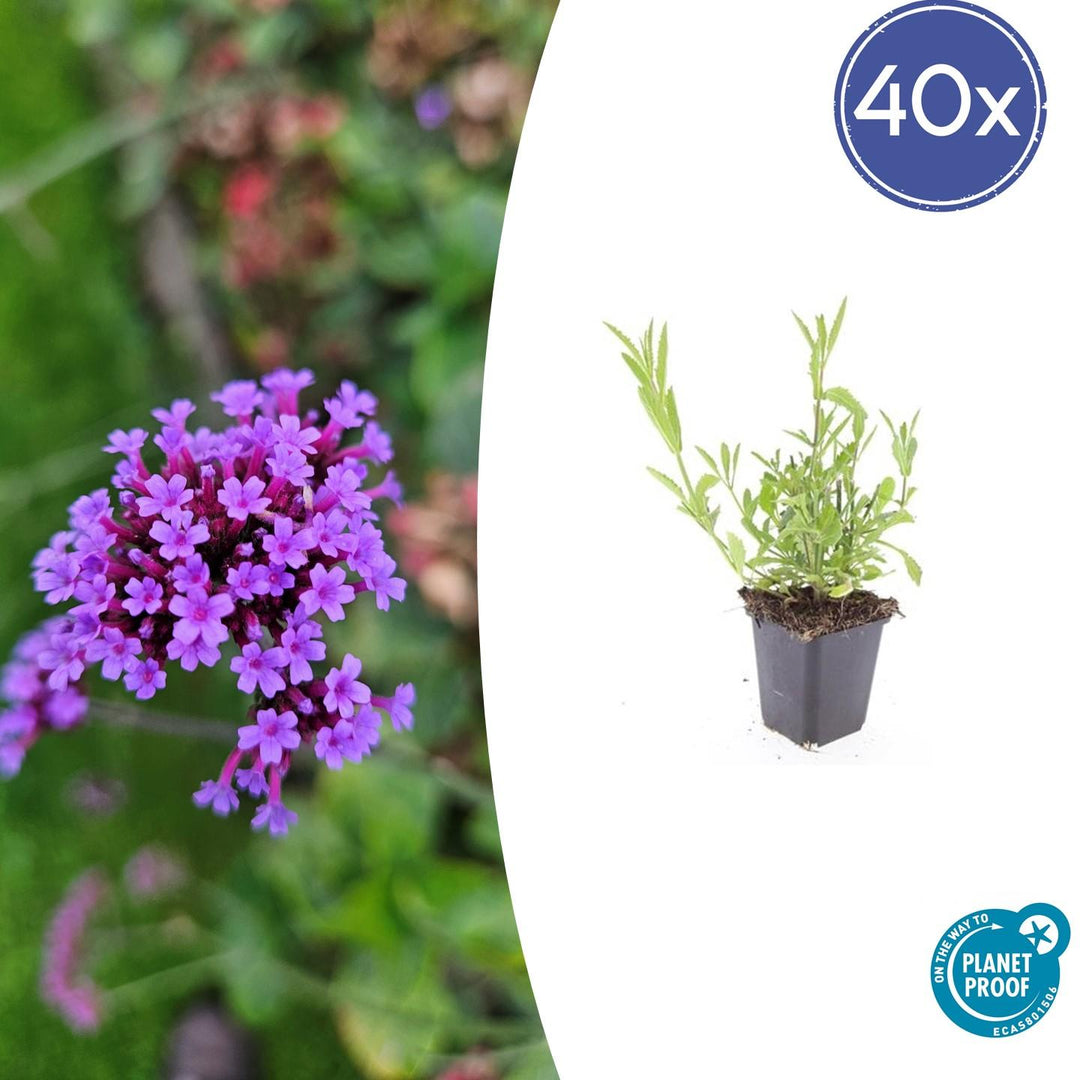 Verbena Bonariensis - 20cm - Kamerplant Kopen