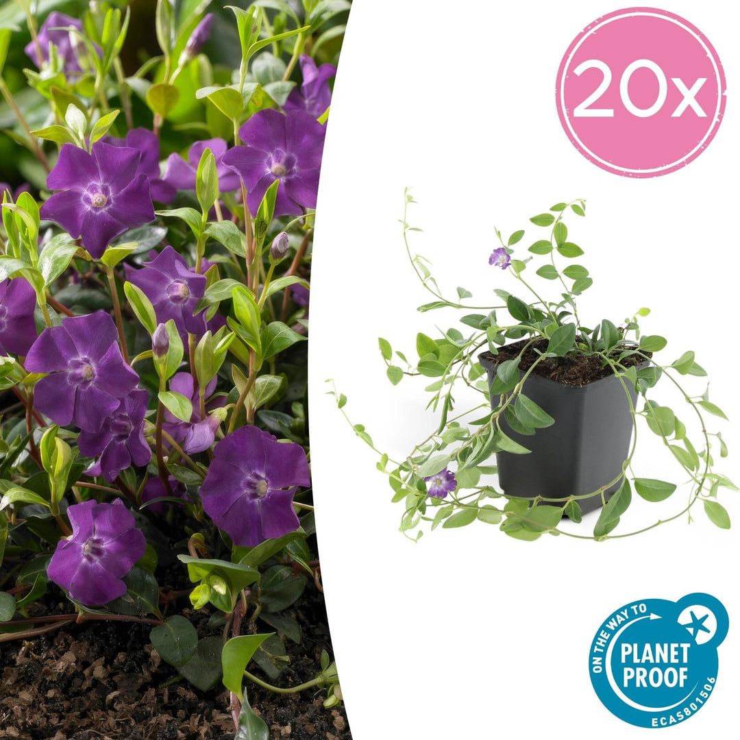 Vinca Minor 'Atropurpurea' - 20cm - Petite Pervenche | Acheter