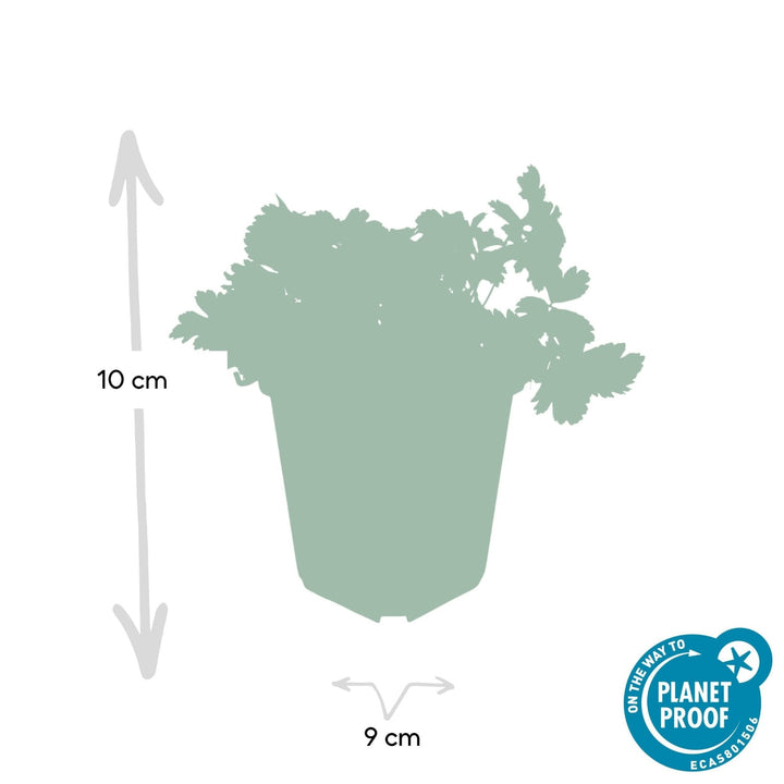 Waldsteinia Ternata - 20cm - Acheter une plante d'intérieur