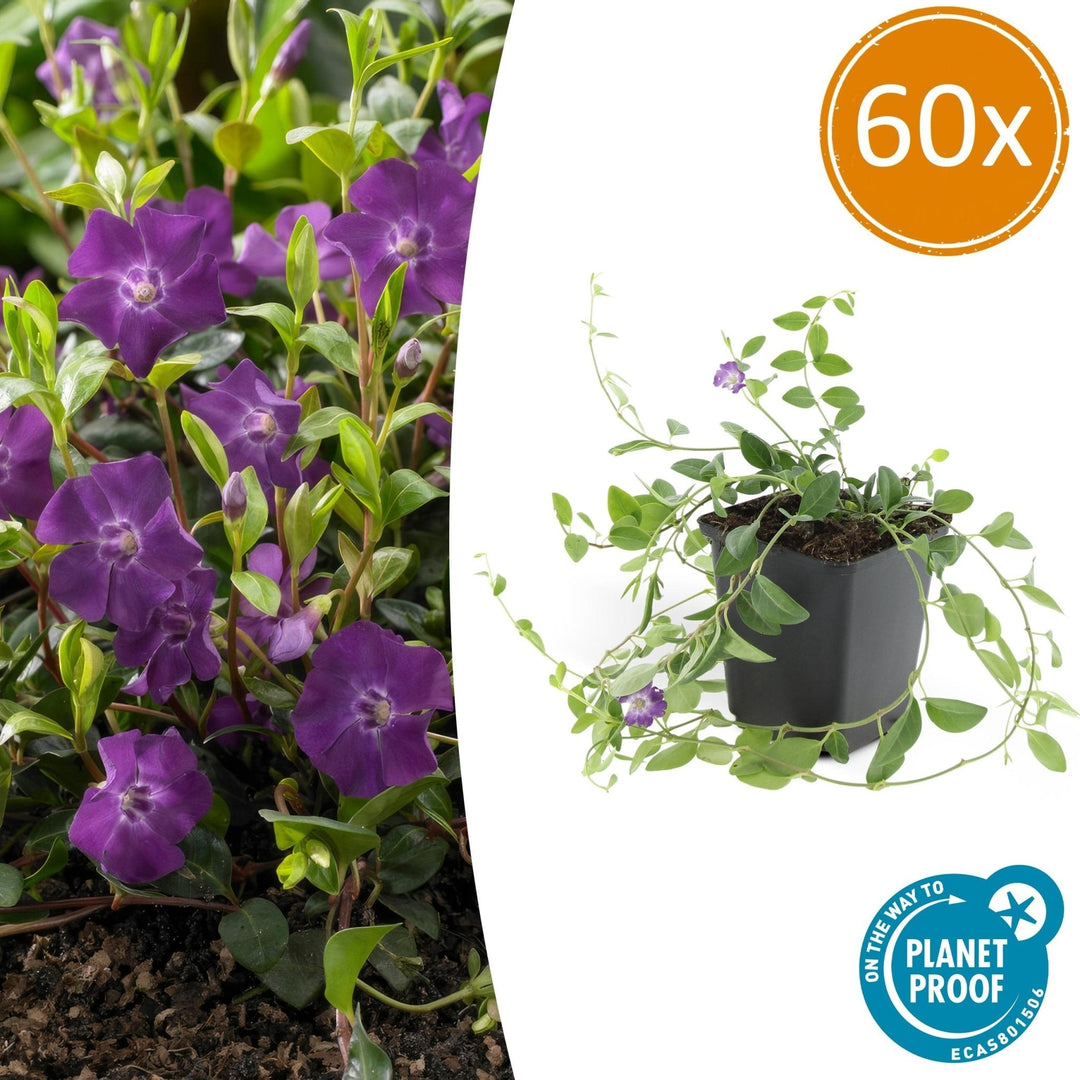 Vinca Minor 'Atropurpurea' - 20cm - Petite Pervenche | Acheter