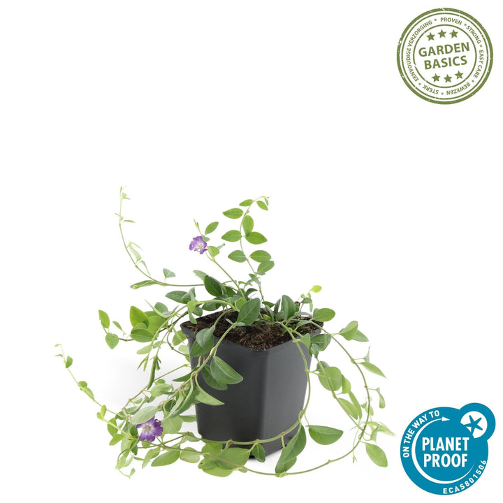 Vinca Minor 'Atropurpurea' - 20cm - Petite Pervenche | Acheter