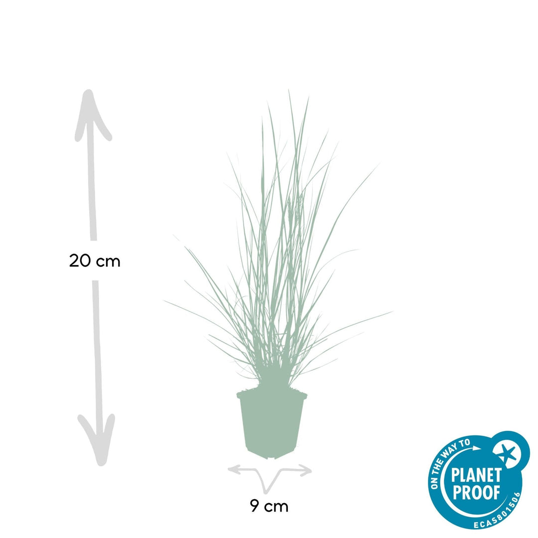 Pennisetum Alopecuroides 'Hameln' - 20cm