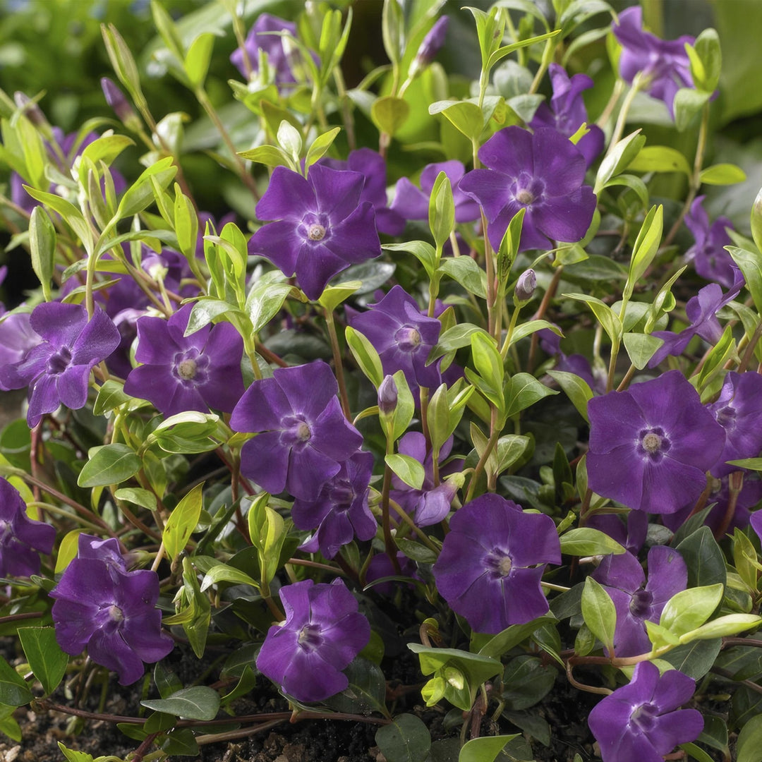 Vinca Minor 'Atropurpurea' - 20cm - Petite Pervenche | Acheter