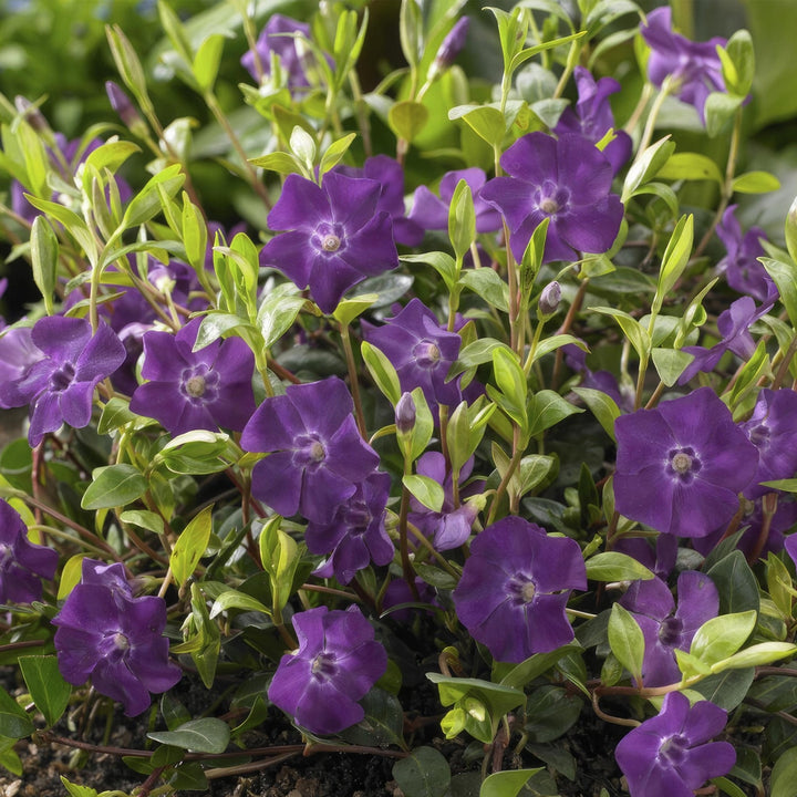 Vinca Minor 'Atropurpurea' - 20cm - Petite Pervenche | Acheter