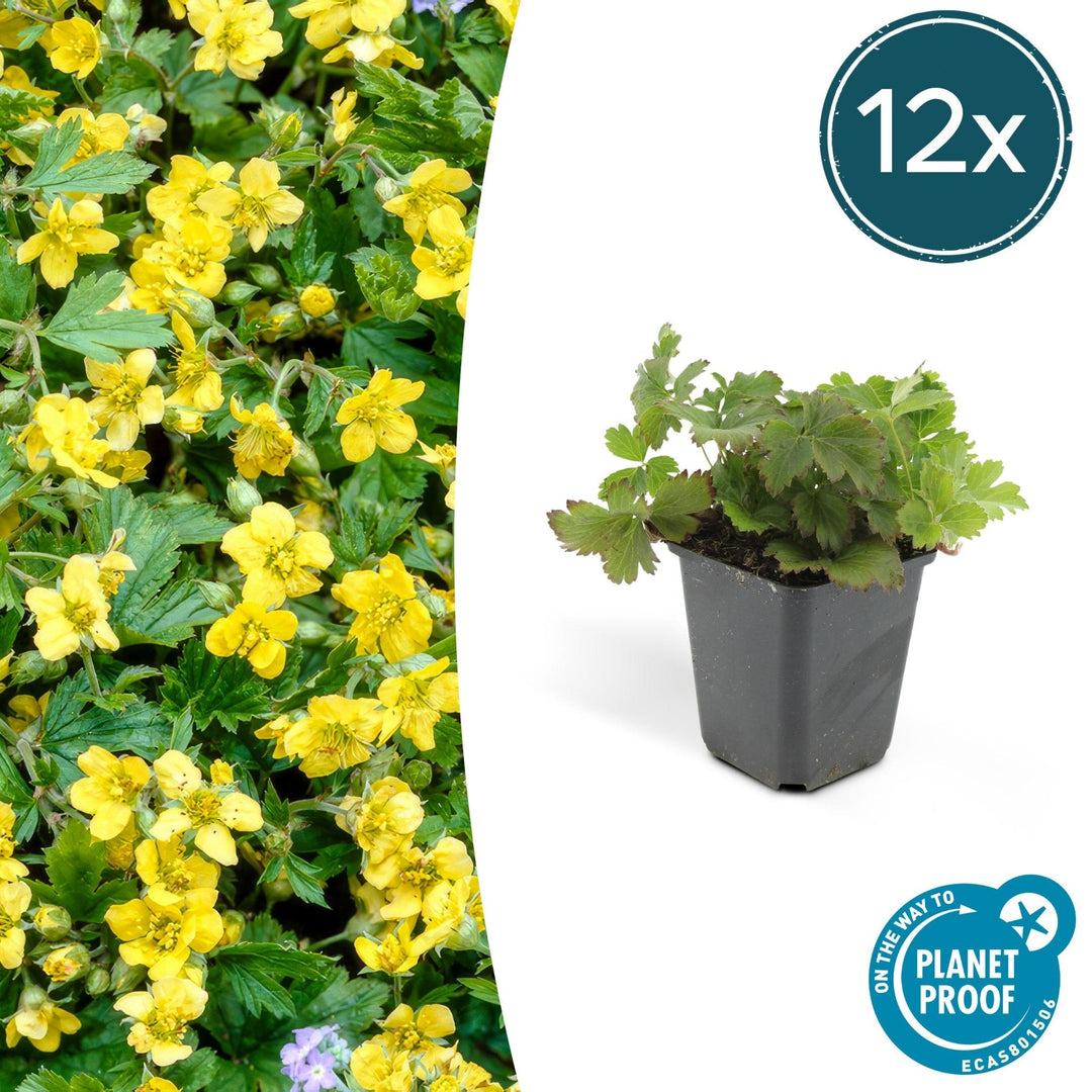 Waldsteinia Ternata - 20cm - Acheter une plante d'intérieur