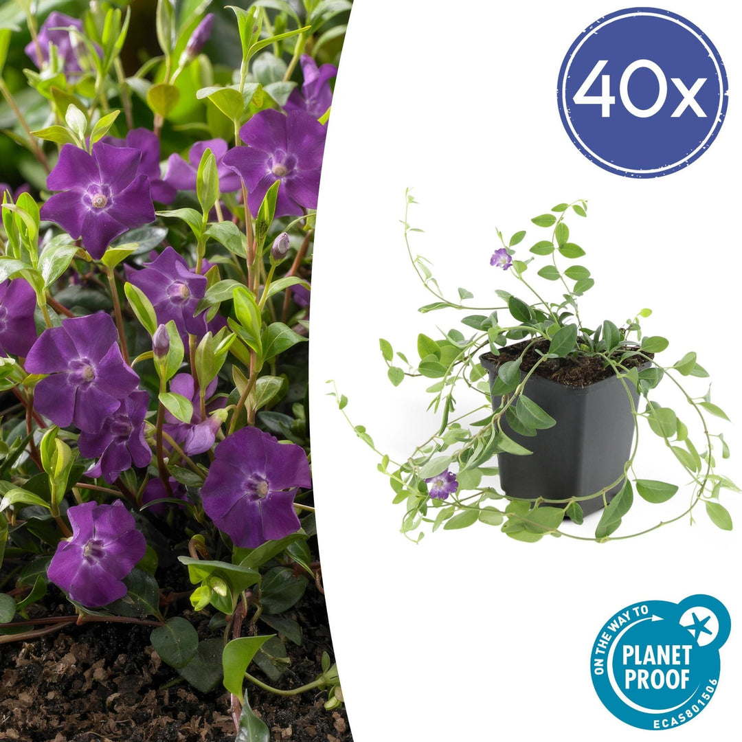 Vinca Minor 'Atropurpurea' - 20cm - Petite Pervenche | Acheter