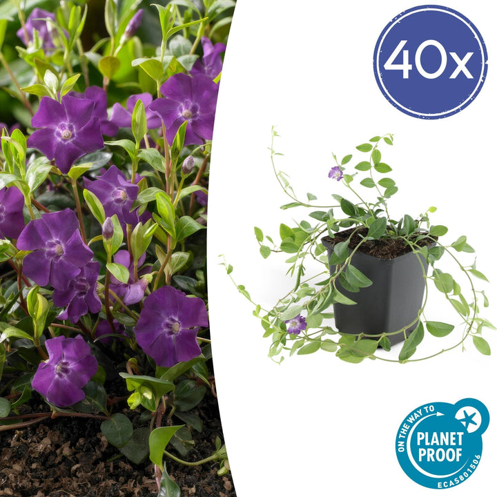 Vinca Minor 'Atropurpurea' - 20cm - Petite Pervenche | Acheter