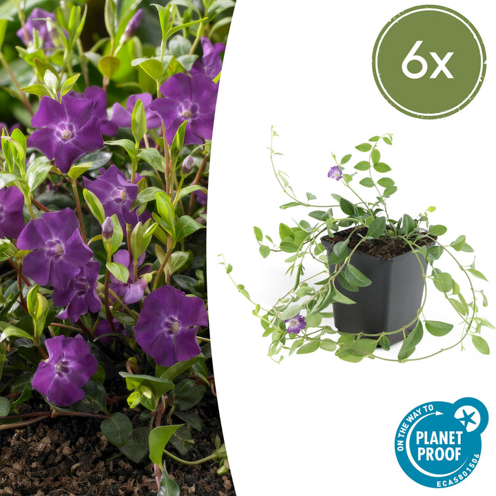 Vinca Minor 'Atropurpurea' - 20cm - Petite Pervenche | Acheter