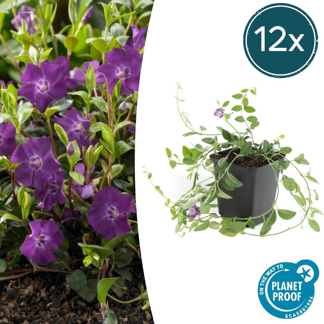Vinca Minor 'Atropurpurea' - 20cm - Petite Pervenche | Acheter