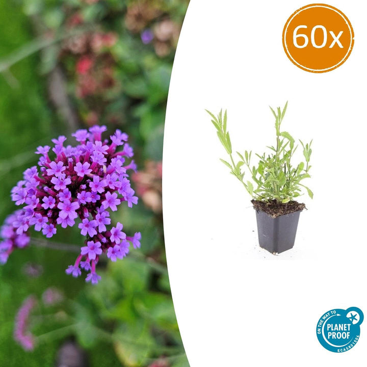 Verbena Bonariensis - 20cm - Kamerplant Kopen