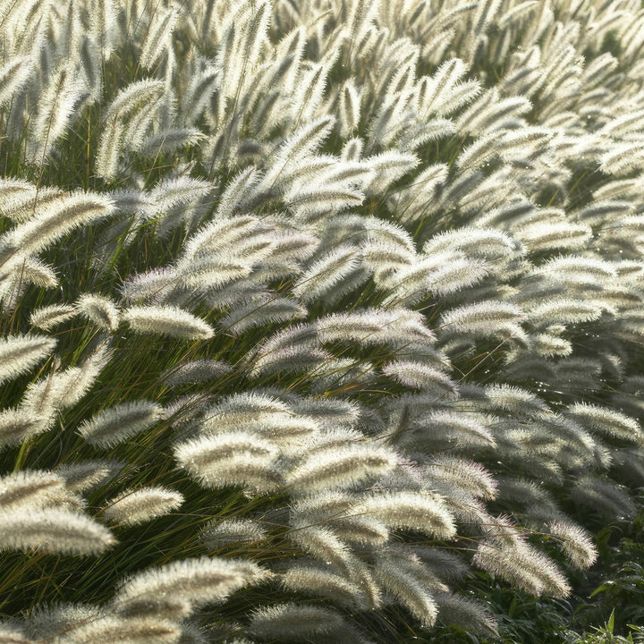 Pennisetum Alopecuroides 'Hameln' - 20cm