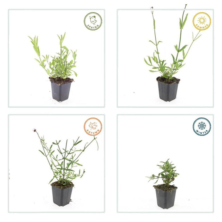 Verbena Bonariensis - 20cm - Kamerplant Kopen