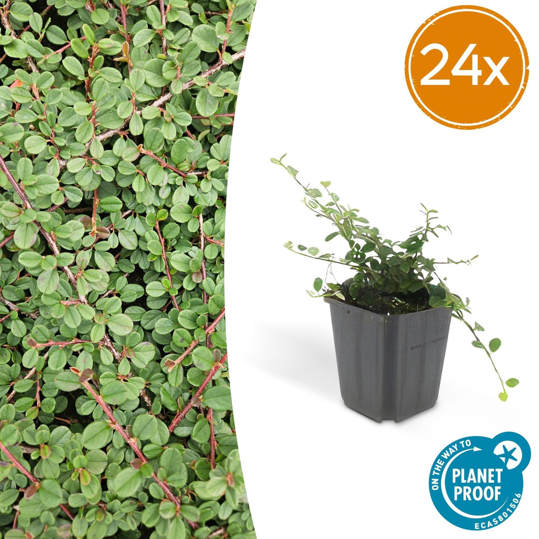 Cotoneaster Prostratus 'Queen of Carpets' - 20cm | Koop