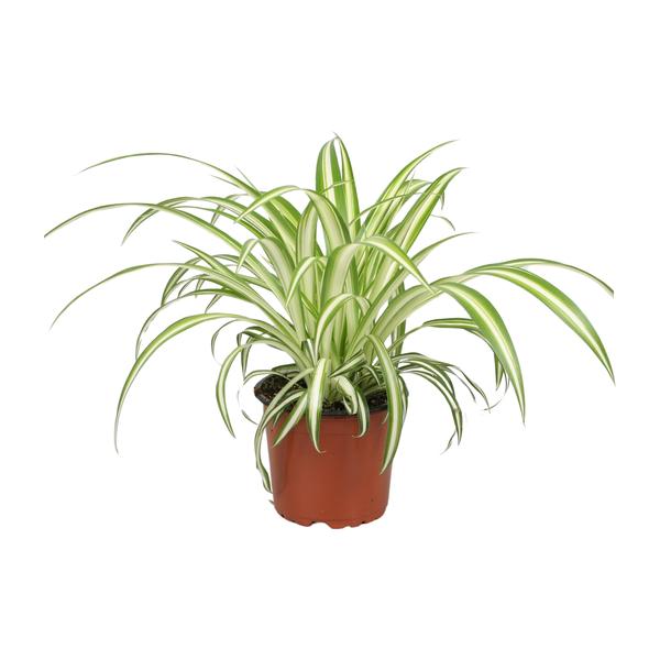 Chlorophytum – Ø12cm | Plante araignée plante d'intérieur