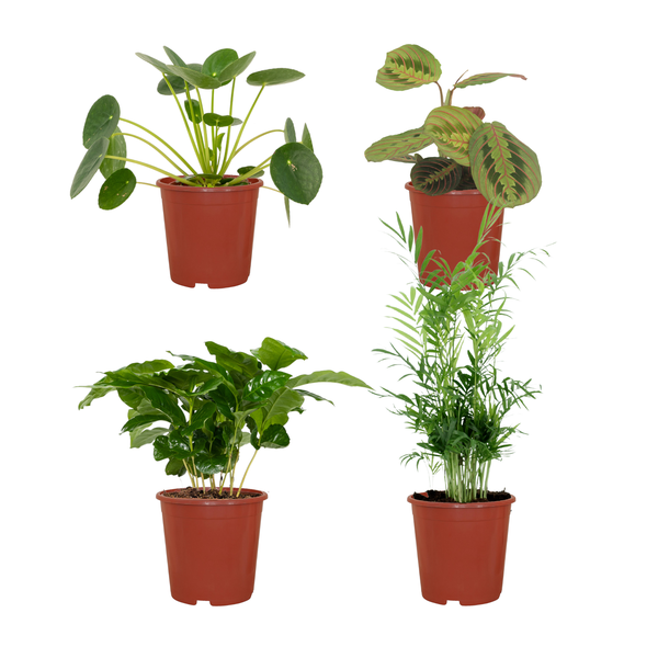 Boîte de plantes respectueuses des animaux - 4 pièces - Ø12cm - 20-40cm