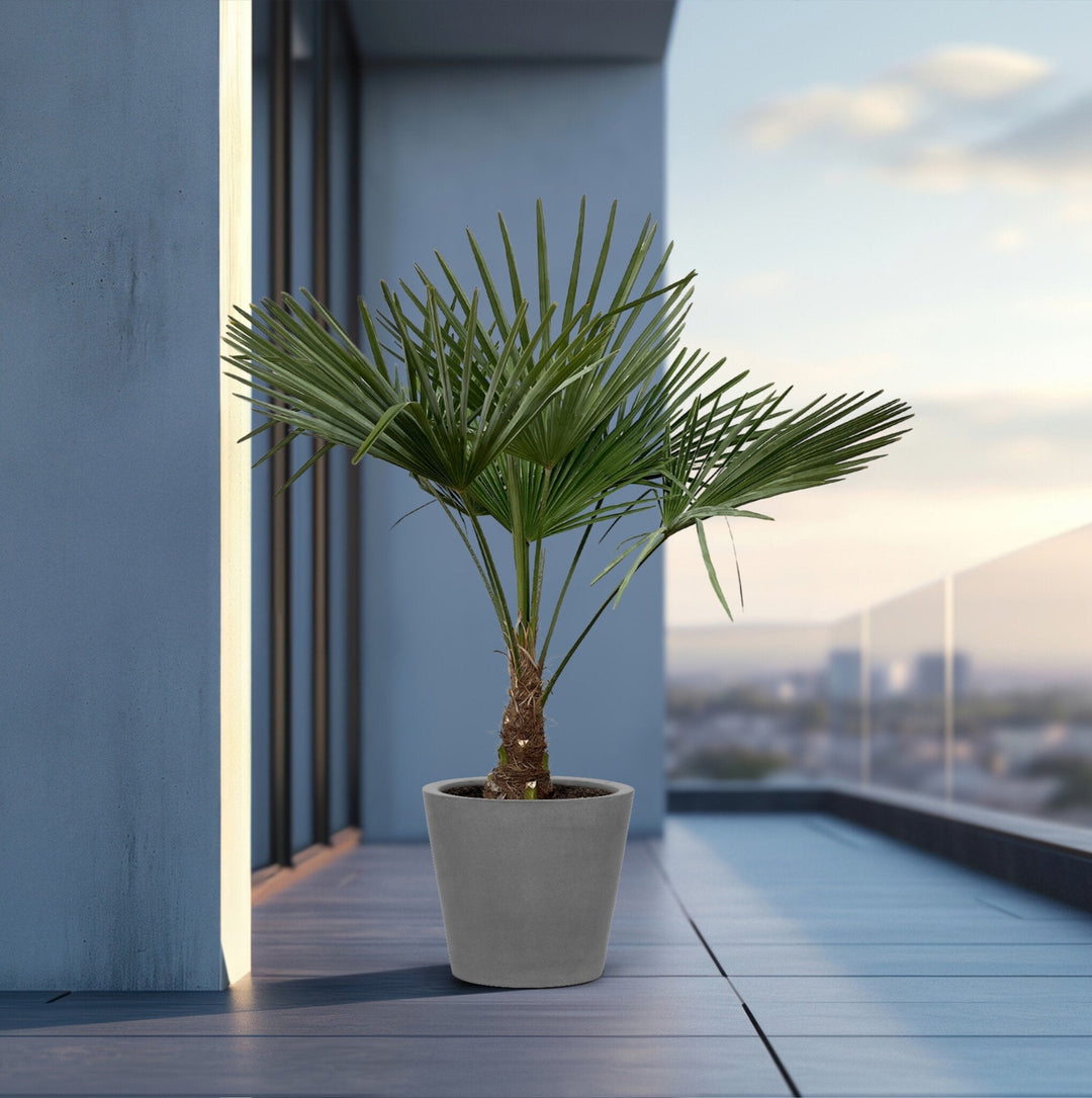 Trachycarpus Fortunei - 160cm - Kamerplant Kopen