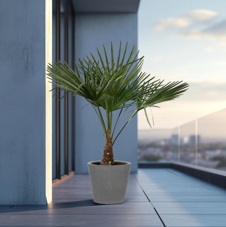 Trachycarpus Fortunei - 160cm - Kamerplant Kopen