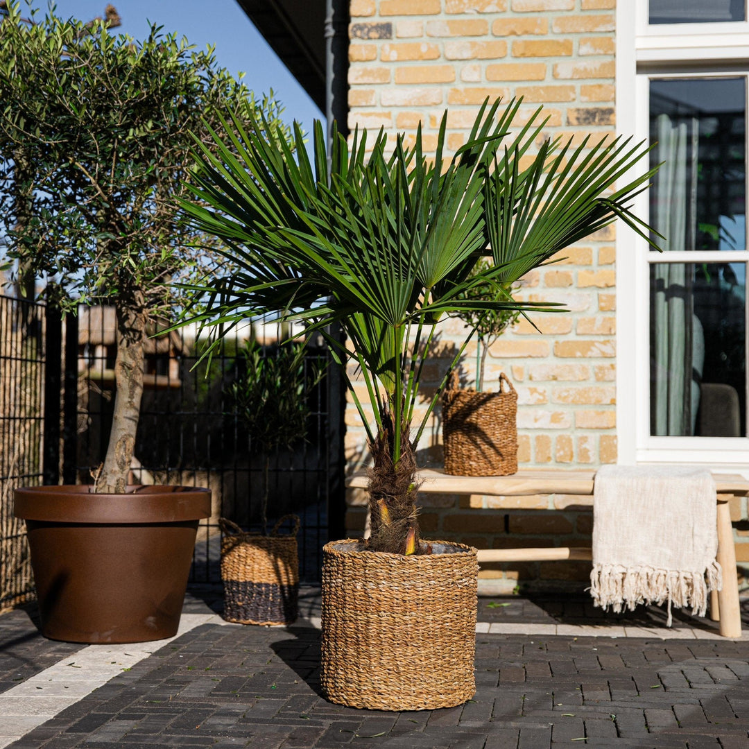 Trachycarpus Fortunei - 160cm - Kamerplant Kopen