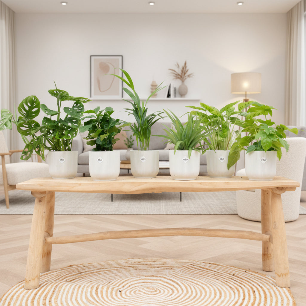 Verrassingsbox - 6 planten inclusief elho Vibes Fold Round Ø14