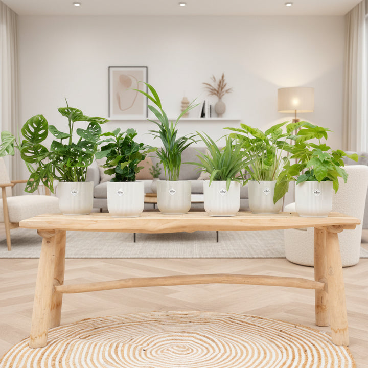 Verrassingsbox - 6 planten inclusief elho Vibes Fold Round Ø14