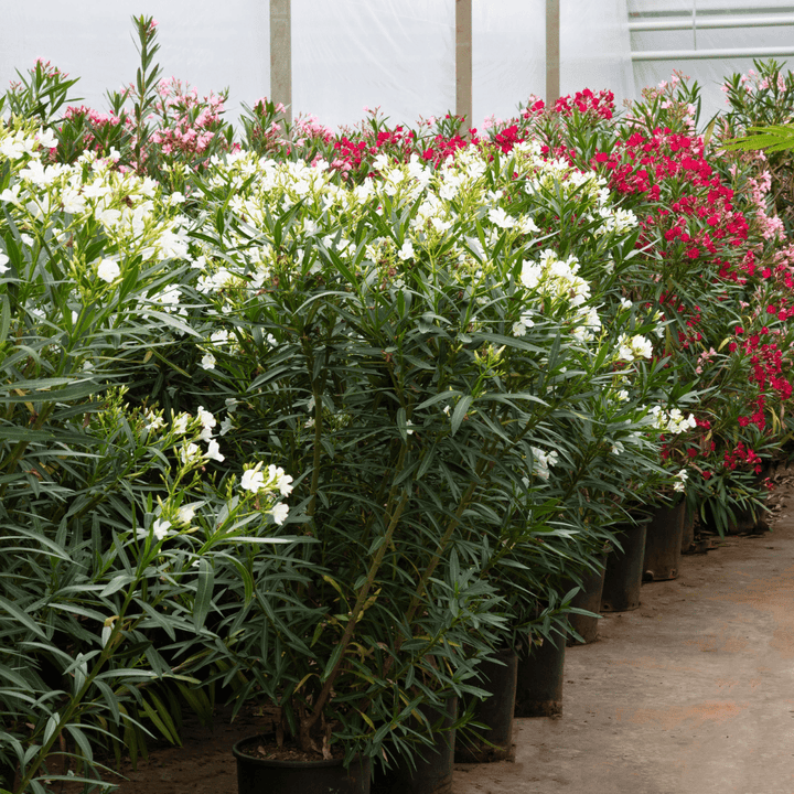 Nerium Oleander - 180cm - Acheter une plante d'intérieur
