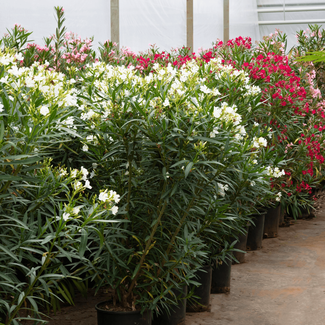 Nerium Oleander struik - 130 cm - Kamerplant Kopen