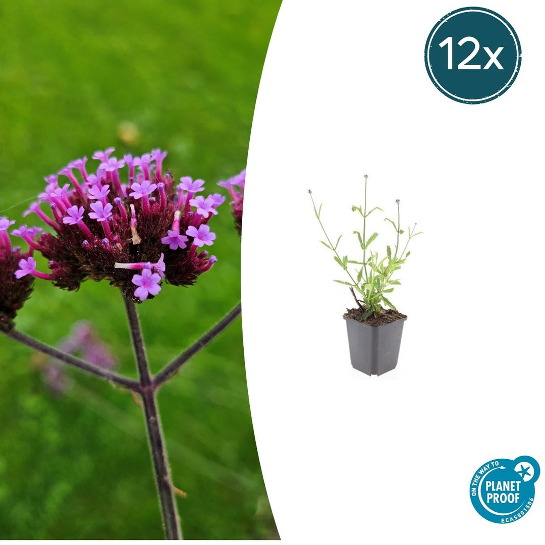 Verbena Bonariensis 'Lollipop' - 20cm - Acheter une plante d'intérieur