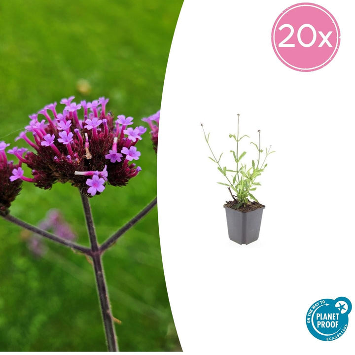 Verbena Bonariensis 'Lollipop' - 20cm - Acheter une plante d'intérieur