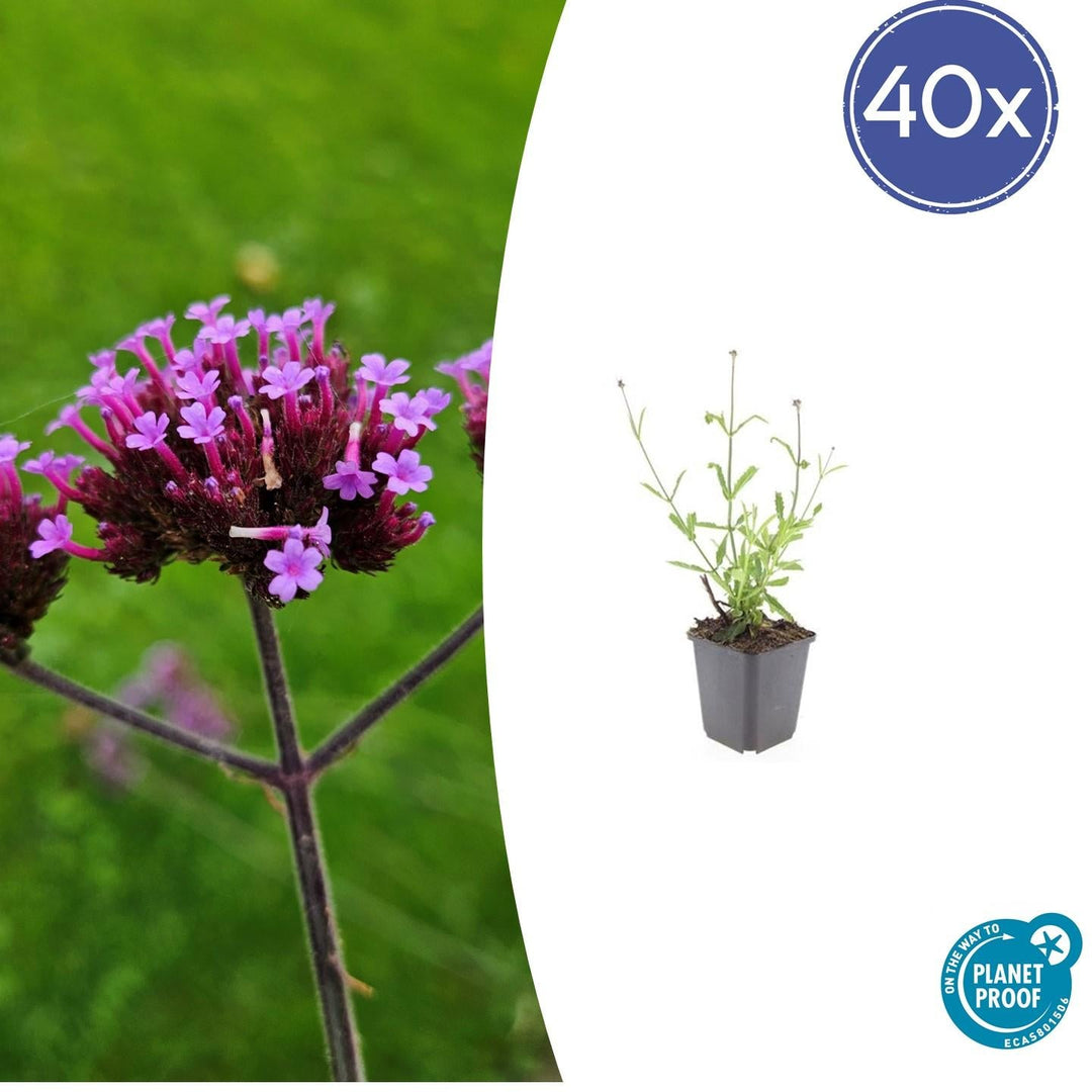 Verbena Bonariensis 'Lollipop' - 20cm - Acheter une plante d'intérieur