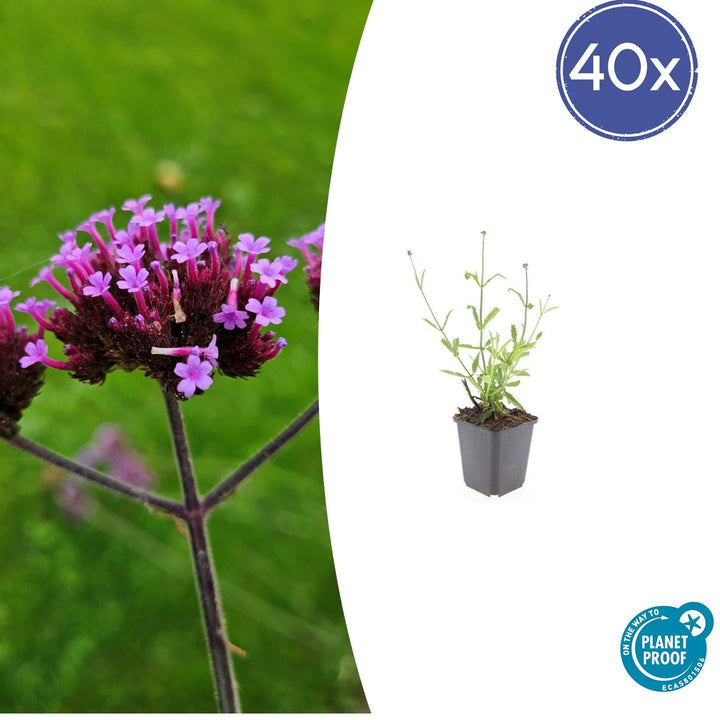 Verbena Bonariensis 'Lollipop' - 20cm - Acheter une plante d'intérieur