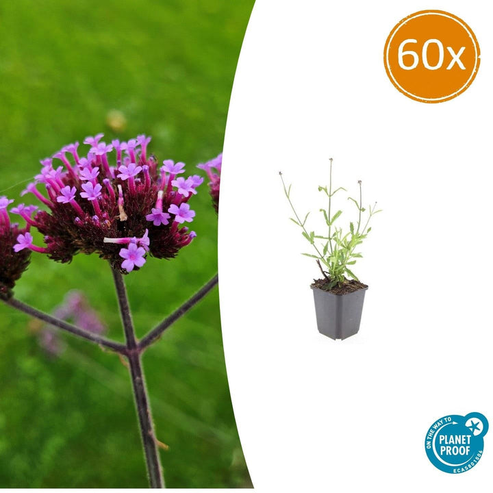 Verbena Bonariensis 'Lollipop' - 20cm - Acheter une plante d'intérieur