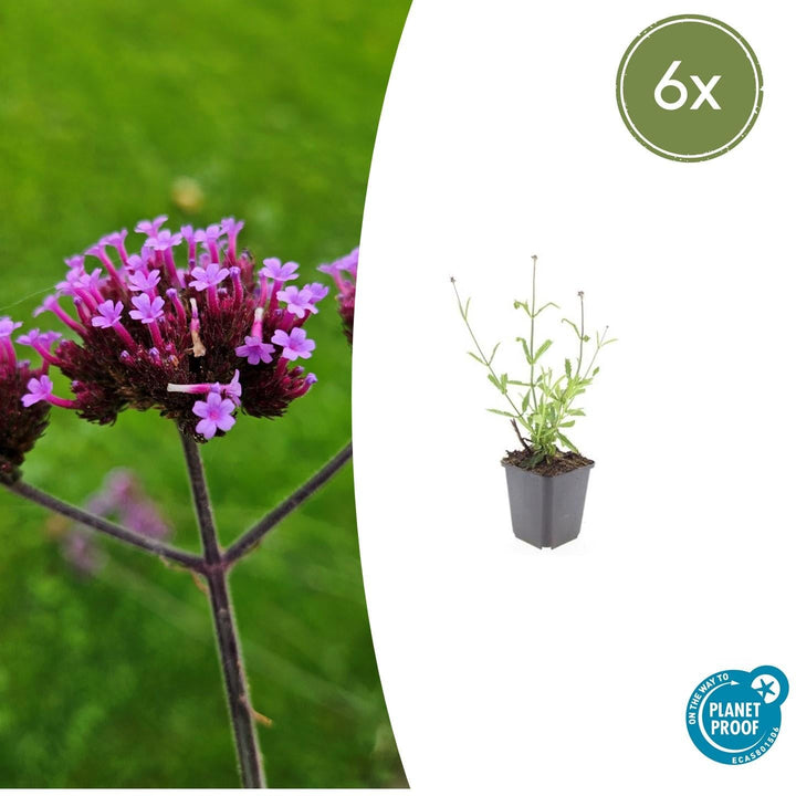 Verbena Bonariensis 'Lollipop' - 20cm - Acheter une plante d'intérieur