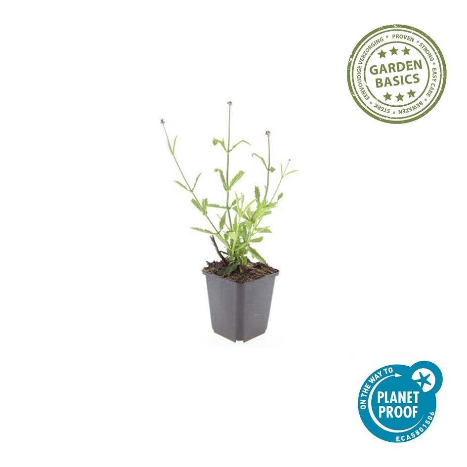 Verbena Bonariensis 'Lollipop' - 20cm - Acheter une plante d'intérieur