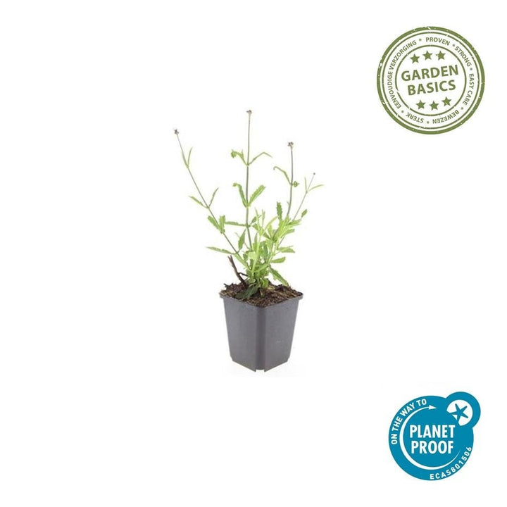 Verbena Bonariensis 'Lollipop' - 20cm - Acheter une plante d'intérieur