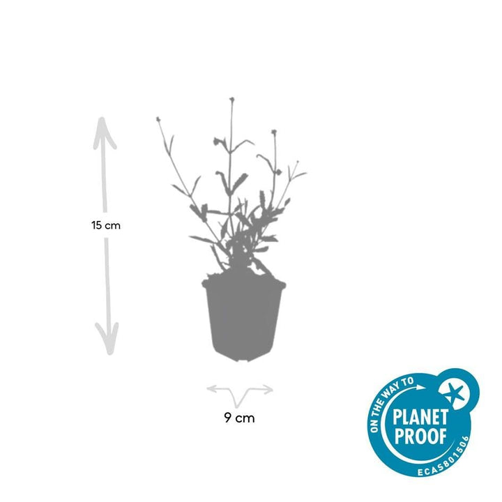 Verbena Bonariensis 'Lollipop' - 20cm - Acheter une plante d'intérieur