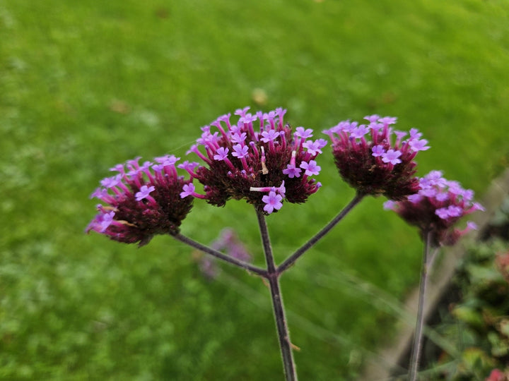 Verbena Bonariensis 'Lollipop' - 20cm - Acheter une plante d'intérieur