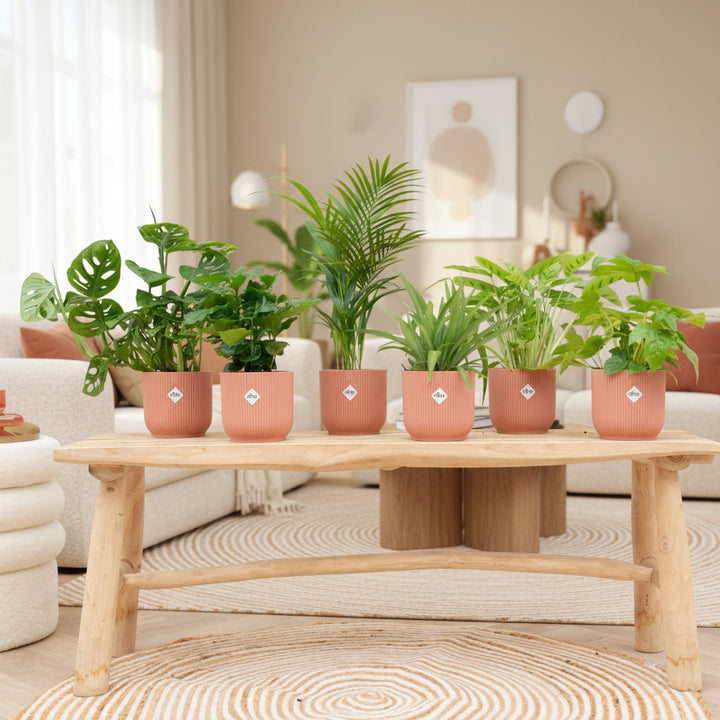 Verrassingsbox - 6 planten inclusief elho Vibes Fold Round Ø14