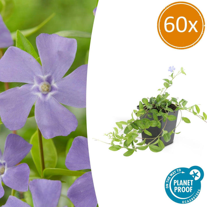 Vinca minor - 20cm - Maagdenpalm - Kamerplant Kopen