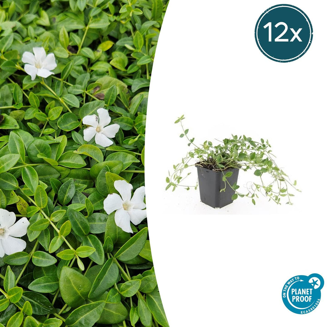 Vinca minor 'Gertrude Jekyll' - 20cm - Petite pervenche