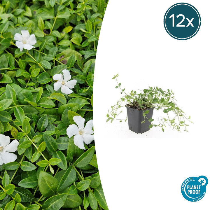 Vinca minor 'Gertrude Jekyll' - 20cm - Petite pervenche