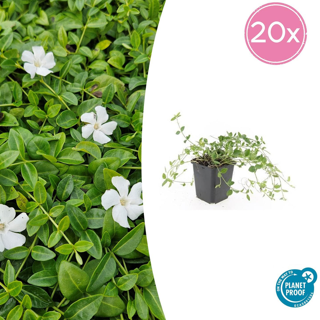 Vinca minor 'Gertrude Jekyll' - 20cm - Petite pervenche