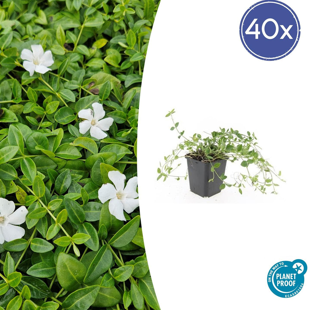 Vinca minor 'Gertrude Jekyll' - 20cm - Petite pervenche
