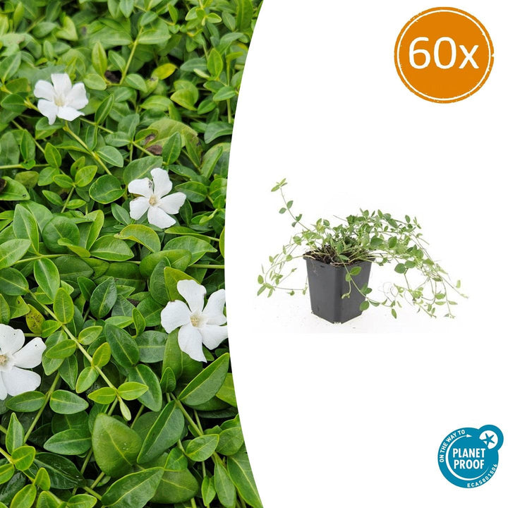Vinca minor 'Gertrude Jekyll' - 20cm - Petite pervenche