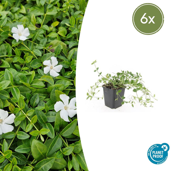 Vinca minor 'Gertrude Jekyll' - 20cm - Petite pervenche