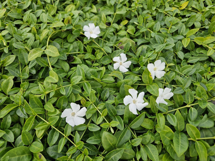 Vinca minor 'Gertrude Jekyll' - 20cm - Petite pervenche
