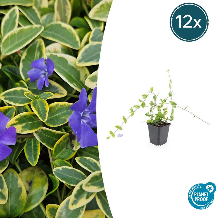 Vinca Minor 'Blue and Gold' - 20cm - Petite pervenche | Acheter