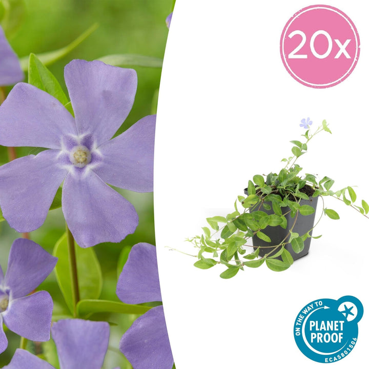 Vinca minor 'La Grave' - 20cm - Petite Pervenche